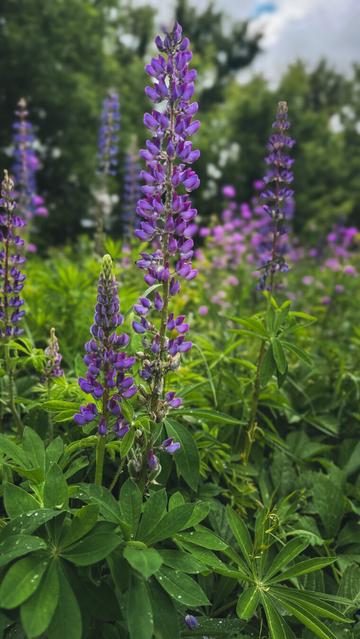 Lupine