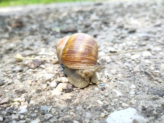 🇩🇪 Braune Schnecke auf einem Kiesweg bei Tag, ein wenig ins Schneckenhaus zurückgezogen

🇬🇧 Brown snail on a gravel path during the day, slightly retracted into its shell