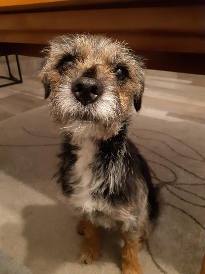 Mittelgroßer Hund sitzt unter einem Tisch und schaut fragend, ob er auf das Sofa darf.