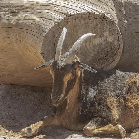 As described in post, a ram goat trying to nap in the very hot sun, early June at the zoo.  He is trying to be in the shade of some thick logs in the outdoor yard.