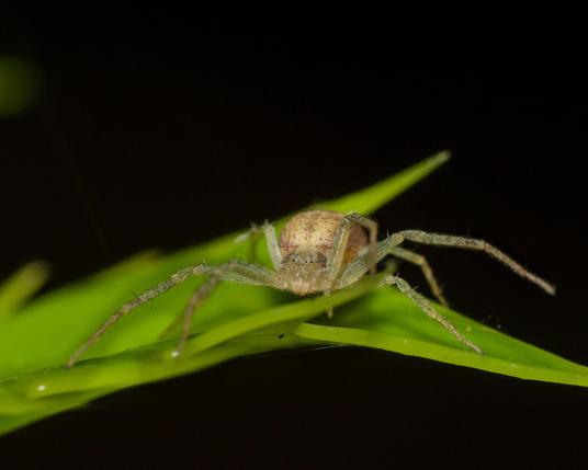 Golden orb spider on a leaf