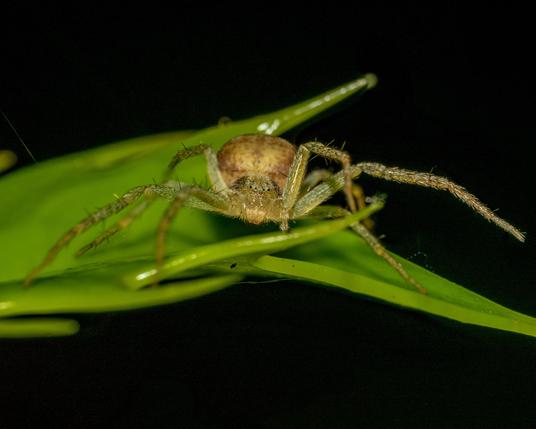 Golden orb spider on a leaf
