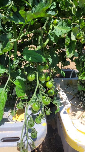 Green tomatoes on a vine in a big plastic bin