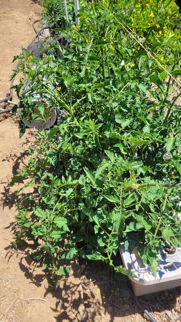 Large 2 ft tall tomatoes