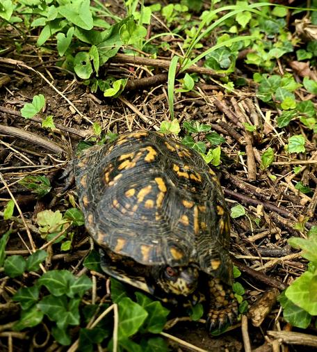 Eastern Box Turtle with its black and orange markings (above)