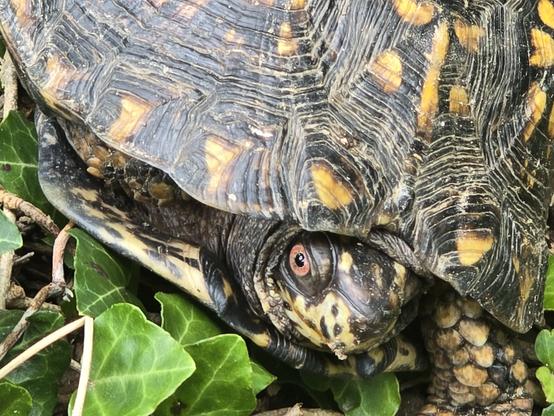 Eastern Box Turtle with its black and orange markings (face close up)