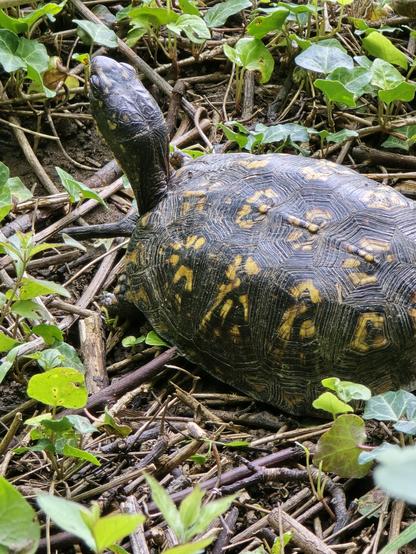 Eastern Box Turtle with its black and orange markings (neck outstretched)