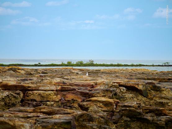 A lone seagull is perched—"like a shag on a rock", but there's no shag—a tiny spot of white on an otherwise brown, rugged rocky outcrop in Nightcliff bay. It's taken from a low angle, so the sea is only just visible behind, divided by a low, green islet. The sky above is light blue with scattered white clouds. Any other interpretation is all in your mind.