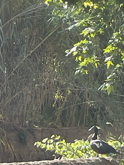 Un canard sur un muret