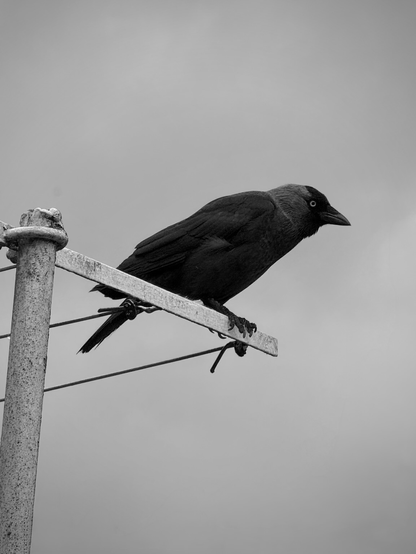 Black crow-like bird sitting on a white metal pole in front of a very grey sky. The image is accidentally black and white.