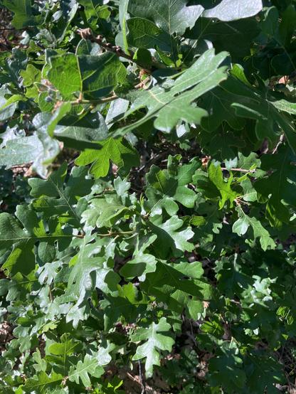 Close up of bunches of deep green oak leaves.