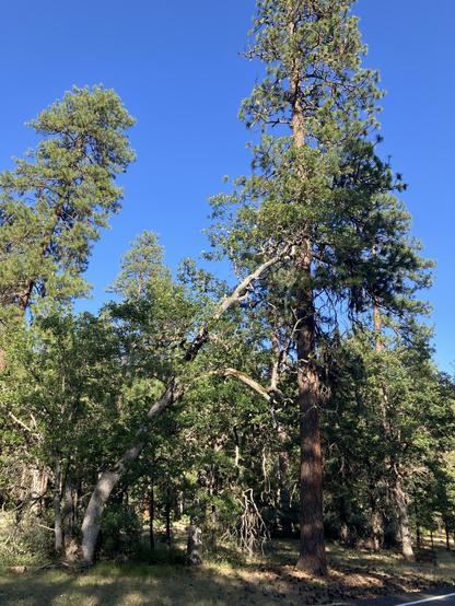 Large garry oak tree leaning over while there are tall mature ponderosa pines behind it.