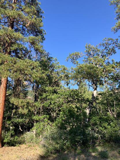 Photo of mature garry oaks with ponderosa pine.