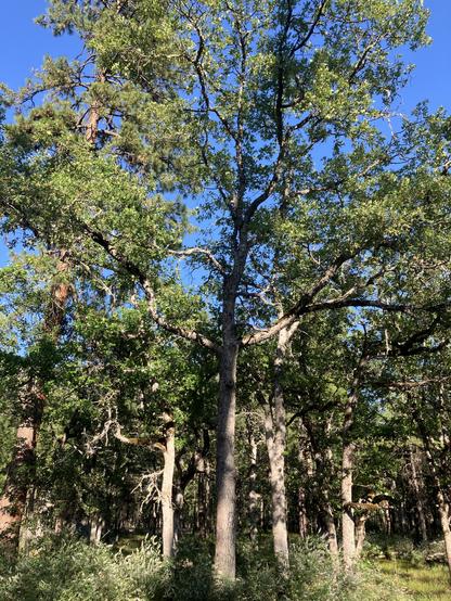 Photo of mature garry oaks with ponderosa pine.