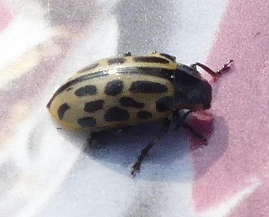 Close-up of beetle.