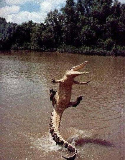 Alligator in midair