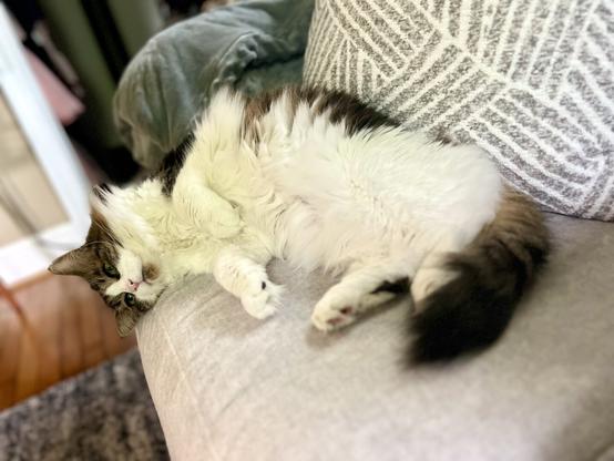 A fluffy cat lies on a couch, with its body relaxed and facing the camera. The cat has a mix of brown, white, and black fur, and its green eyes are partially open. A patterned pillow is visible in the background.