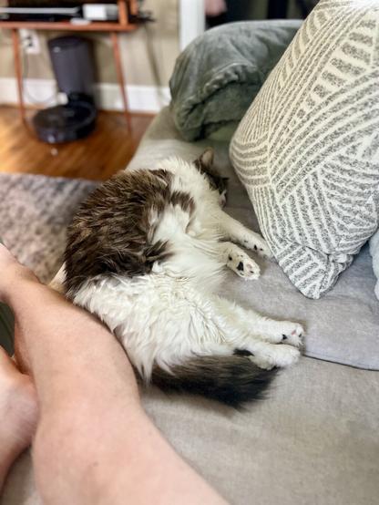 A cat is curled up and sleeping on a couch, with a person's leg resting beside it. The couch has decorative pillows and a cozy blanket. The background includes a table and a vacuum cleaner.