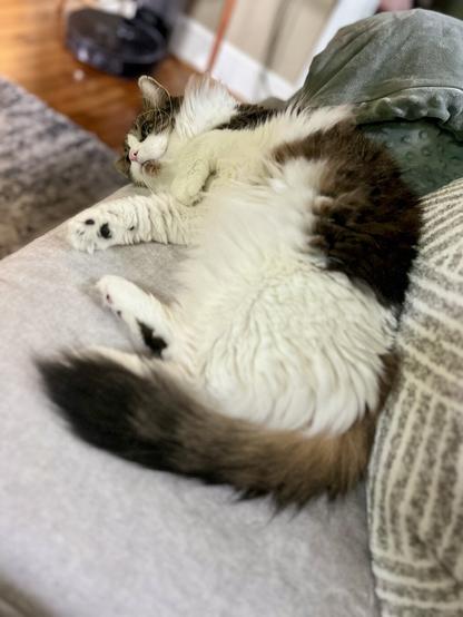 A fluffy cat is lounging on a light-colored couch, playfully curled up with its paws outstretched. Its fur is primarily white with brown patches. A cozy blanket is nearby, and there are wooden floors and a subtle background that suggest a warm atmosphere.