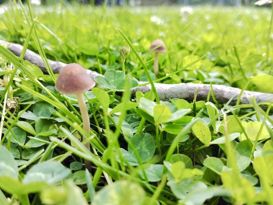 Two brown mushrooms push up through the lawn. One is closer, in the left center of the frame, and more in focus. A fallen twig lies between the mushrooms, horizontal across the shot. The lawn spreads out in the background and glitters with light. Captured on a Light Phone III.