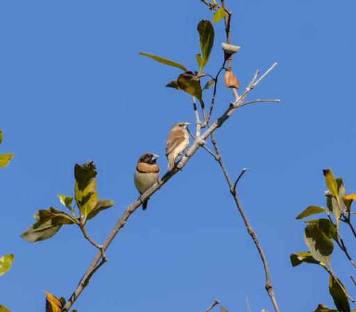 A male an female finch, sitting on a think slanted branch, framed against a bright blue sky. Both birds are looking towards the photographer