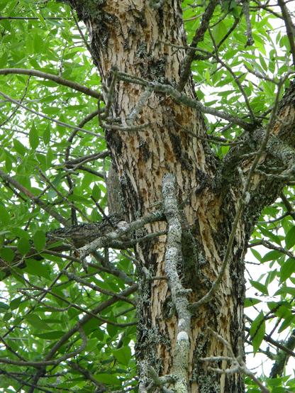 An ash tree, with diamond-shaped patterns on its bark. There are holes in some spots. And while there are some leaves on the tree, one can tell there are dead branches.