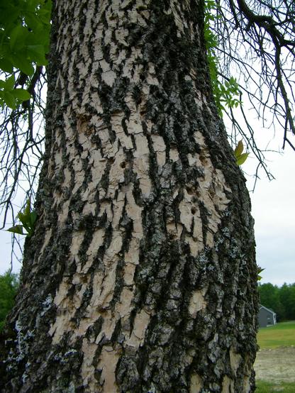 An ash tree, with diamond-shaped patterns on its bark. There are holes in some spots. And while there are some leaves on the tree, one can tell there are dead branches.
