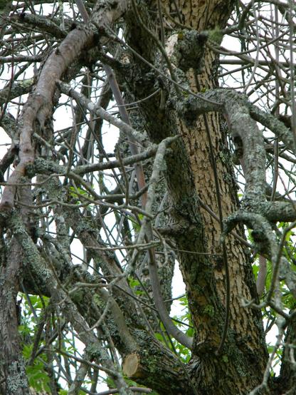 Dead branches on a tree.