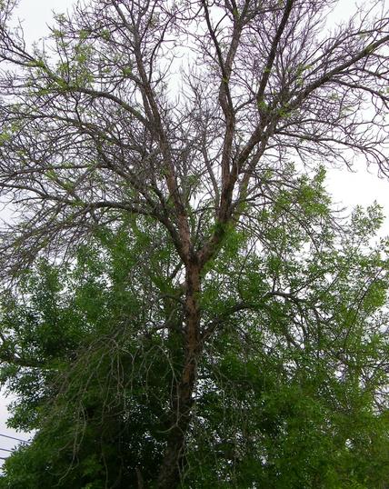 A green ash tree, with lots of branches that are dead near the crown (top). There are some green leaves lower on the tree.