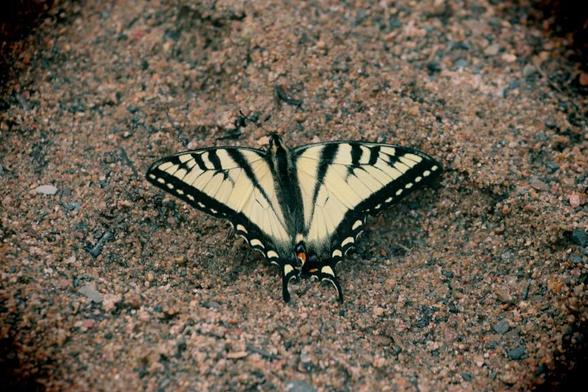 Medium close up of a Canadian Tiger Swallowtail butterfly with its wings open, as it rests on wet beach sand.