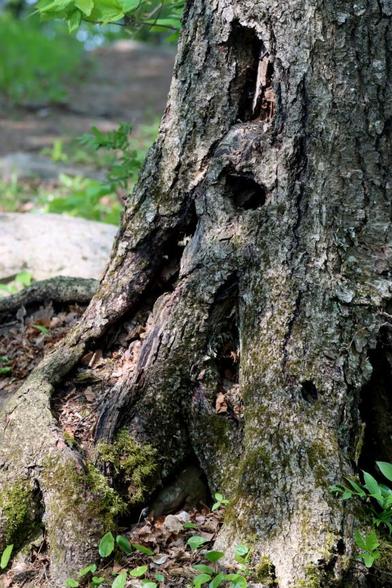 Medium close up of the base of a tree, featuring roots and holes in its dark bark.
