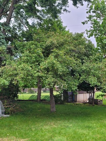 Picture of a typical Midwest suburban backyard with a crabapple tree as the subject. It is well shaped with the middle of the crown about 12-15 tall. Leaves are dark yellow green. It has recently flowered and is currently producing fruit.
