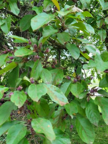 Closeup picture of the crabapple leaves, showing more detail of the color. Some leaves show brown spots. There are also small brown fruit growing where pink blossoms were recently.