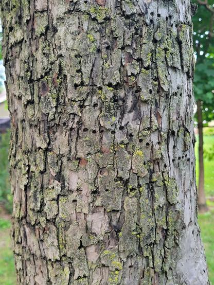 Closeup picture of the crabapple tree's trunk. There are many regular holes in the bark from woodpecker damage.