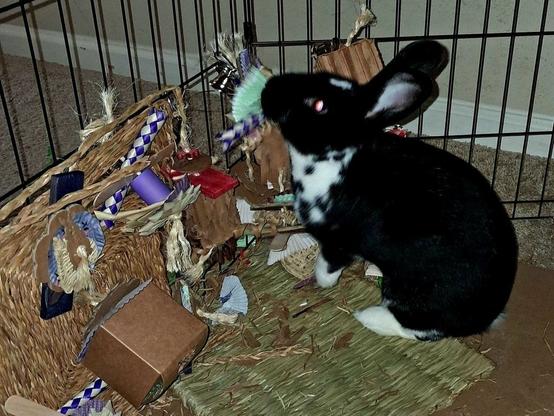 A black and white rabbit reaching up to chew on a hanging toy made from cardboard, colorful cupcake liners, and grass mat pieces.