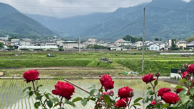 Roses in front of freshly planted rice paddy and mountains.