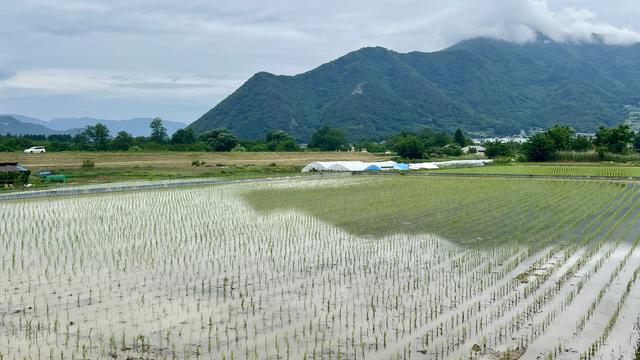 freshly planted rice paddy and mountains with cloudy skies