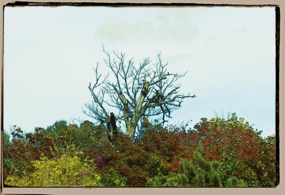 A digitally modified long shot of a dead tree's limbs rising up above the foliage of the surrounding trees.