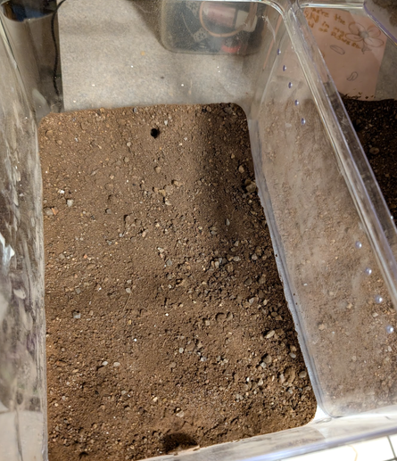 A Boxbox high heel shoe box, filled with sand. On the top is a small hole where tubing will be connected to the next area. On the bottom another connection to expand later if they need more room.