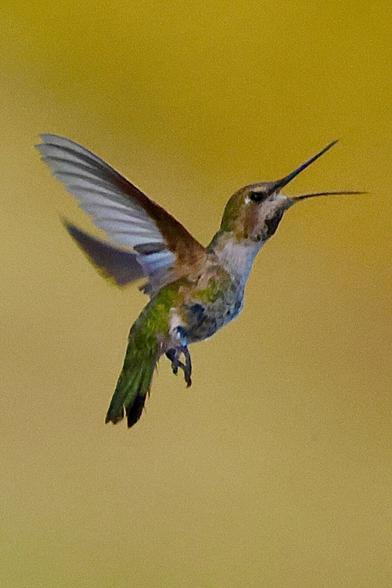 A tiny bird with a long beak floats in midair.