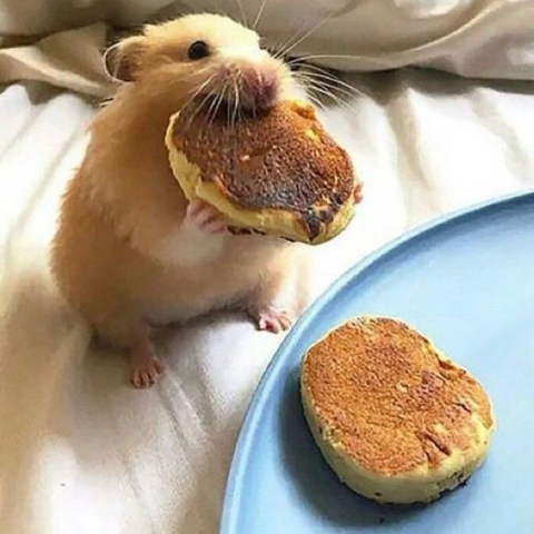 A hamster eats a small pancake while standing next to a blue plate containing a second pancake.