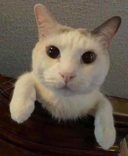 Fat white derpy cat staring at the camera.