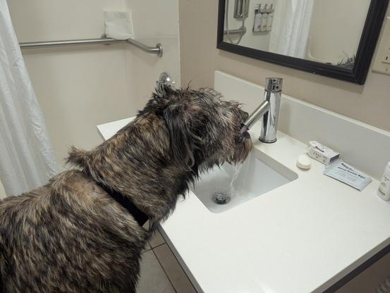 A. Brindle, gray and brown Irish Wolfhound puppy standing at a hotel room sink with the water on. He is drinking water directly out of the faucet.