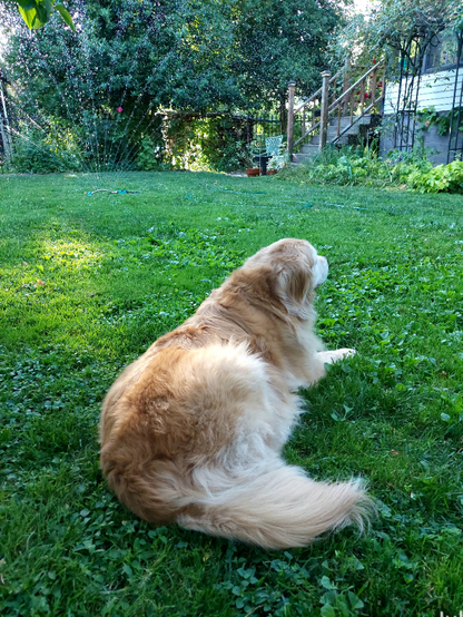 An old Golden Retriever lies in a grass lawn at the edge of the lawn sprinkler spray. Dappled late afternoon light is on the grass and highlights the Golden's hip.