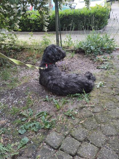 My dog on a warm day in front garden