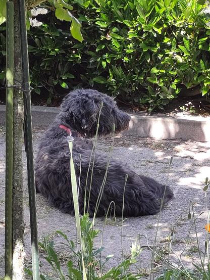 My dog on a warm day in front garden