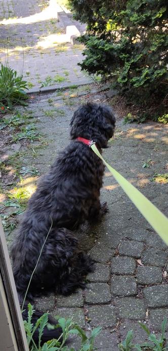 My dog watching what is going on