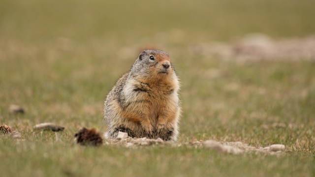 A small, brown ground squirrel sitting on grass.