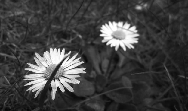 Fotografía en blanco y negro de dos margaritas entre la hierba