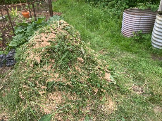 A compost pile in the corner of an allotment plot. Two metal water butts are off to the other side of a grassed pathway. The compost heap is about a square meter in size. It has an outer layer of weeds, grass and sawdust. Some horse manure, garden weeds, rainwater, sawdust and vegetable peelings have also been added to the pile. There is more material and water to be added. The temperature of the pile will be measured with a soil thermometer. After the pile has heated up to between 55-65°C for three days it will be turned outside to in. The cooler outer material will then heat up to a similarly high temperature.